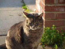 Lost Cat in Mountain View, California — listing photo