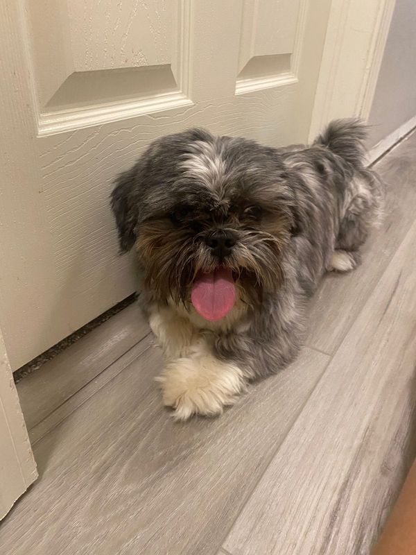 Found Dog in Colorado Springs, Colorado — listing photo