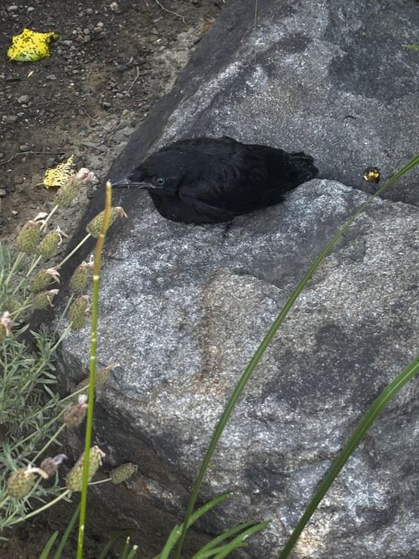 Found Dog in Cupertino, California — I found a baby crow this morning and now I’m starting a community group because of it