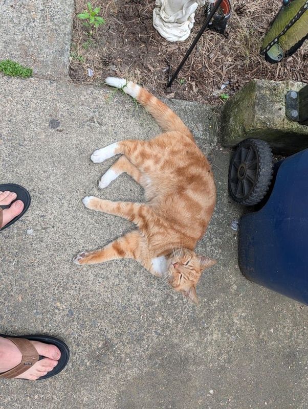 Found Cat in Portland, Oregon — Orange cat found in NE Portland near Lombard