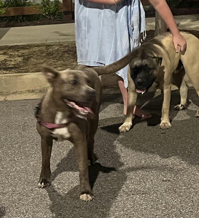 Lost Dog in Memphis, Tennessee — listing photo