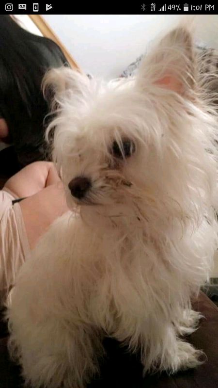 Lost Dog in El Paso, Texas — listing photo