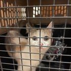 Found Cat in Asheville, North Carolina — listing photo