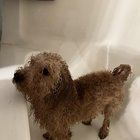 Lost Dog in Portland, Maine — Anyone lost a dog in SE Portland? Found along Foster Road