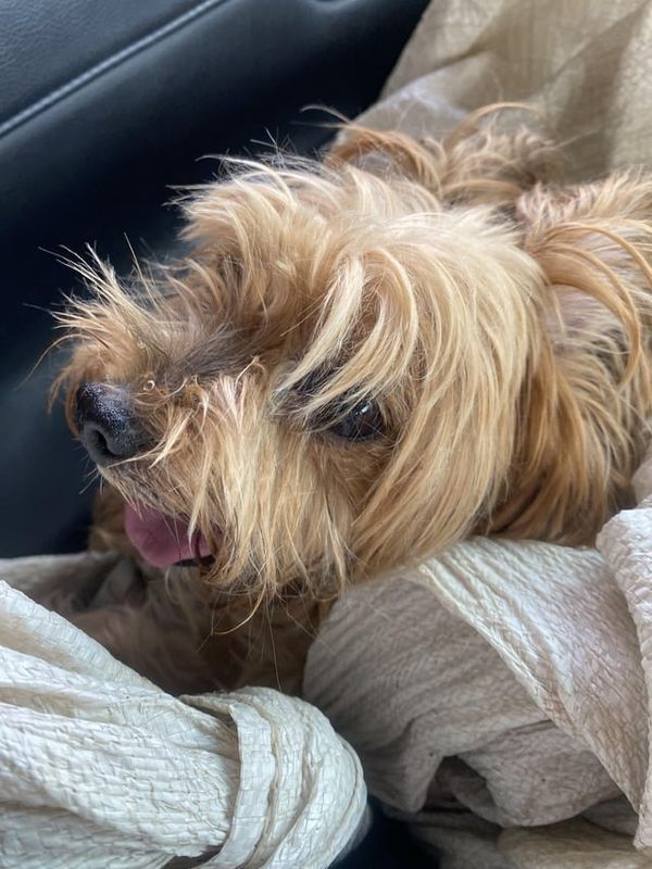 Lost Dog in Irvine, California — listing photo