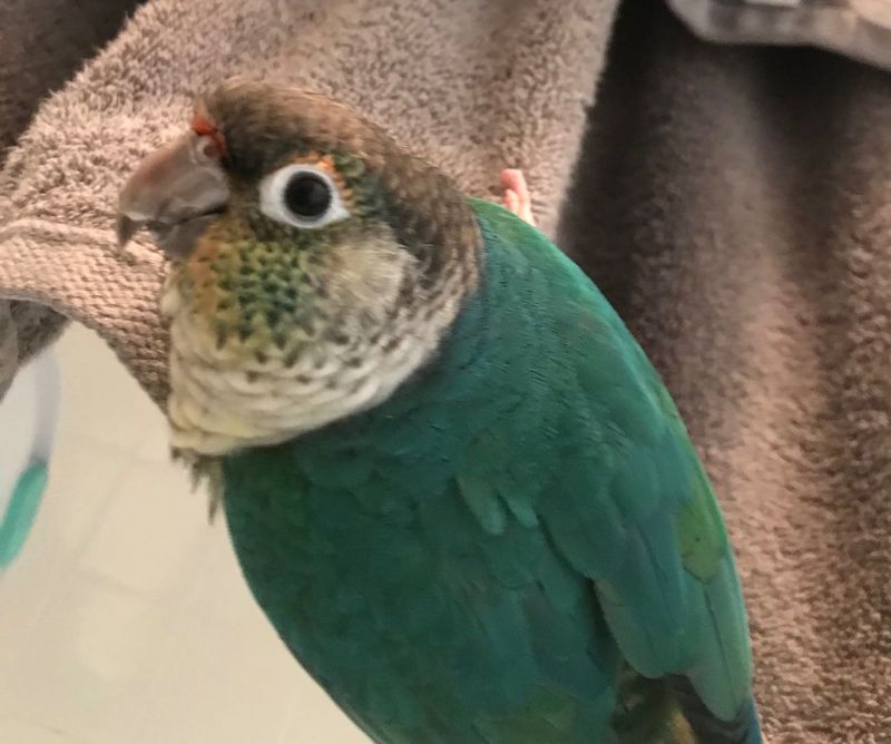 Lost Pet in St. Petersburg, Florida — listing photo