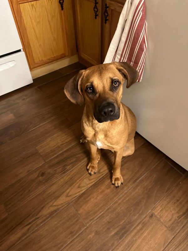 Lost Dog in Woodbine — listing photo