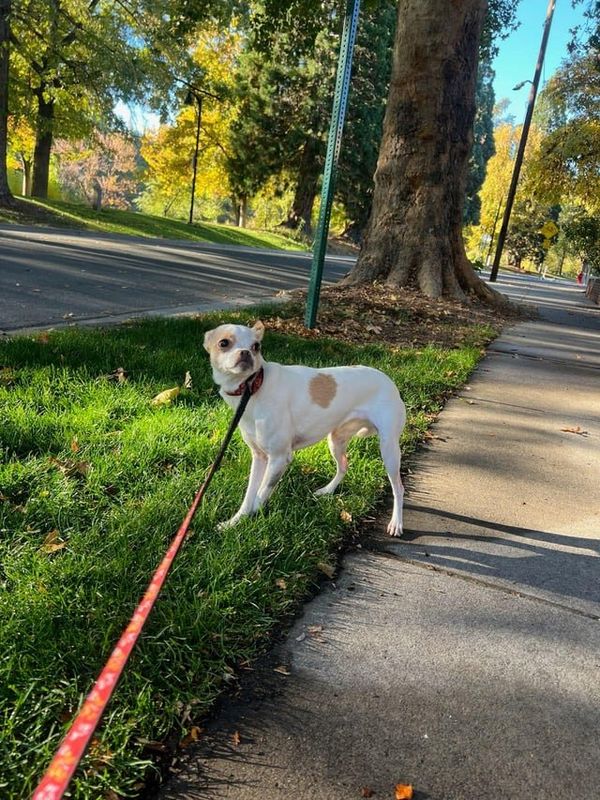 Found Dog in Riverside, California — listing photo