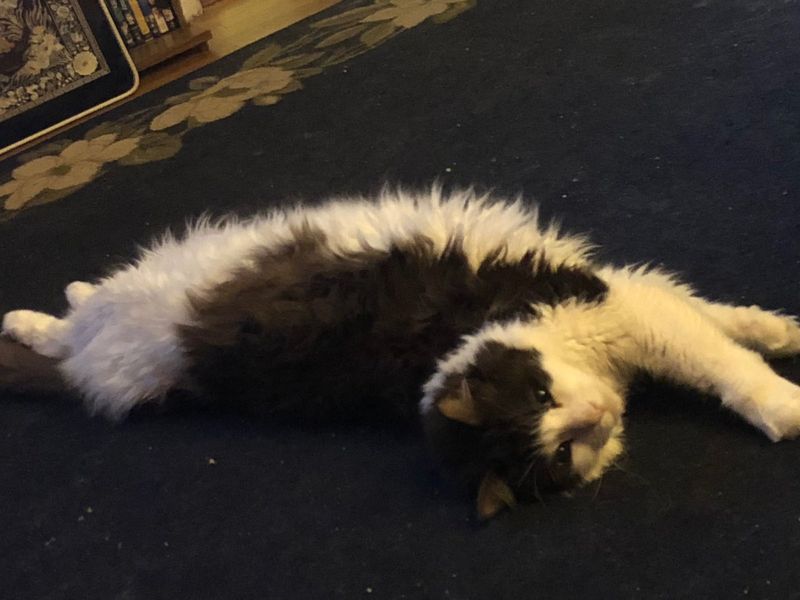 Lost Cat in Kingman — listing photo