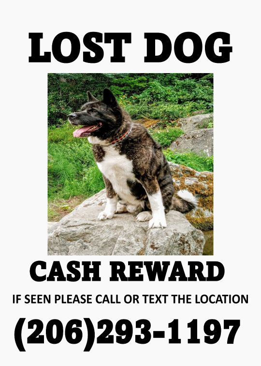 Lost Dog in Kent, Washington — listing photo