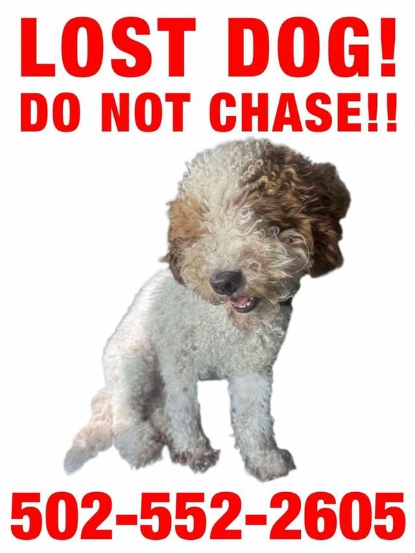 Lost Dog in Clifton, New Jersey — listing photo