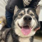 Found Dog in Austin, Texas — listing photo