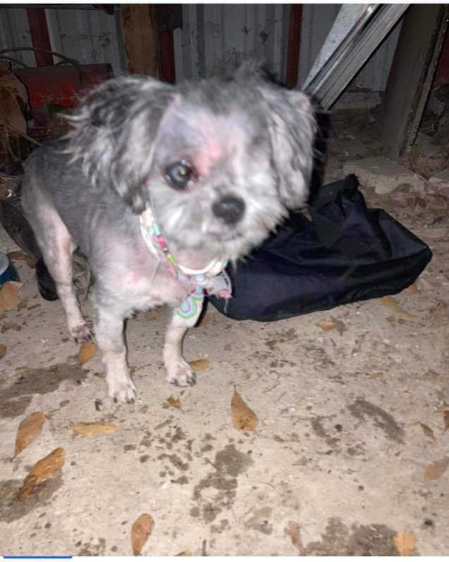 Lost Dog in Houston, Texas — listing photo