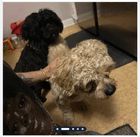 Found Dog in Austin, Texas — listing photo