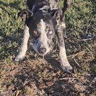Lost Pet in oklahoma — I-35 NB mm 171 Truck Parking