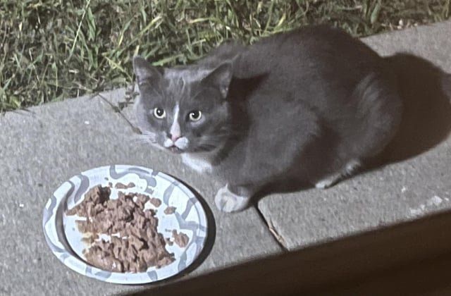 Lost Cat in Spring — listing photo