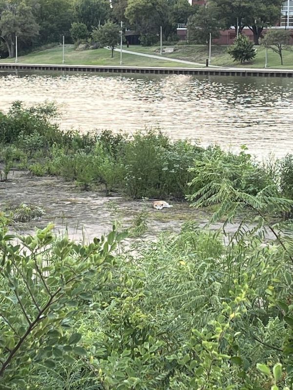 Lost Dog in Wichita, Kansas — listing photo
