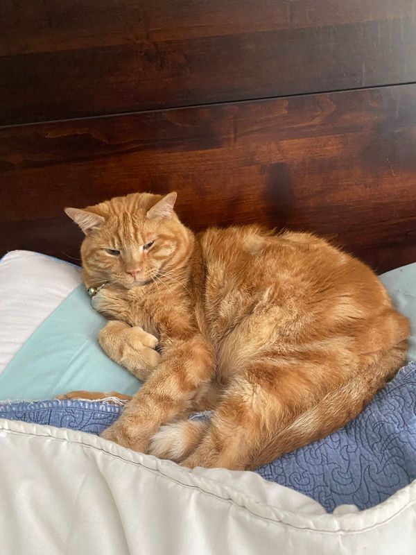 Lost Cat in Green Cove Springs — listing photo