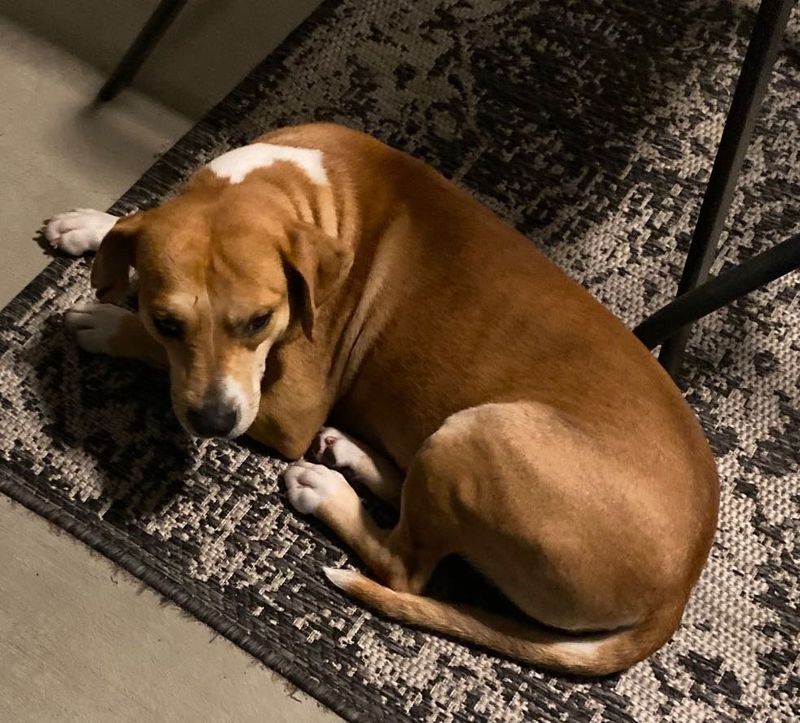 Lost Dog in Ocala, Florida — listing photo
