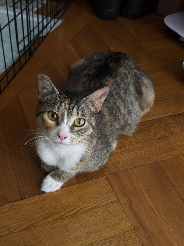 Found Dog in New York, New York — Sweet, calm, super cuddly 2-year-old rescue cat looking for a home 🐾 (fostered in Manhattan)