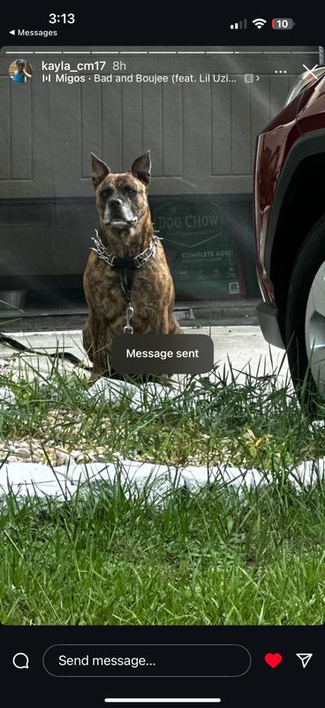 Lost Dog in Wimauma — listing photo