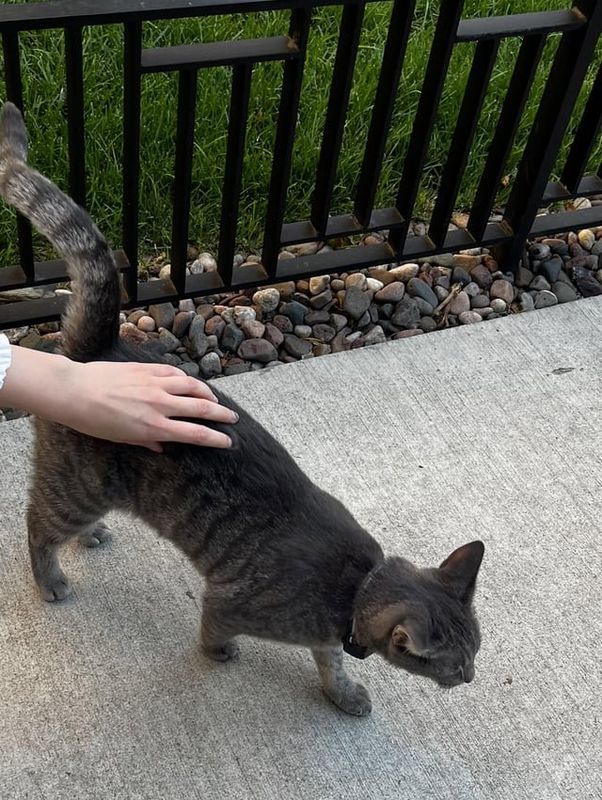 Lost Cat in Hawthorne, California — Saw a lost cat in lakeview east wandering around. Has a collar on.