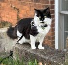Lost Cat in Asheville, North Carolina — Please help me find my cat in Oakley