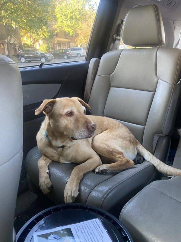 Lost Dog in Billings, Montana — listing photo