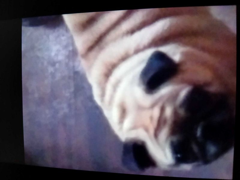 Lost Dog in Veguita — listing photo