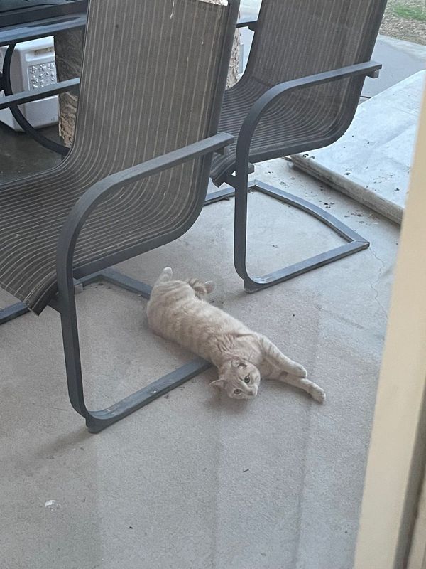 Found Cat in Peoria, Illinois — listing photo