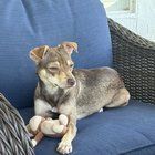 Lost Dog in Jacksonville, Florida — Chihuahua 1 year old for adoption
