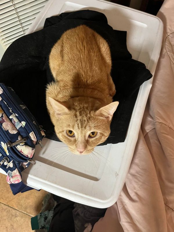 Lost Cat in Miami, Florida — I lost my cat if anyone might have any info or tips (mainly to calm my anxiety)