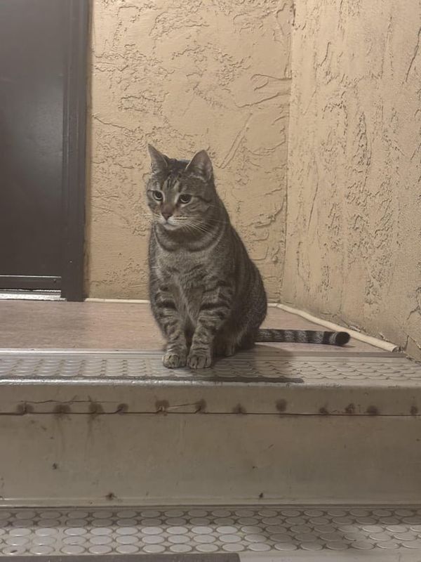 Lost Cat in Seattle, Washington — listing photo