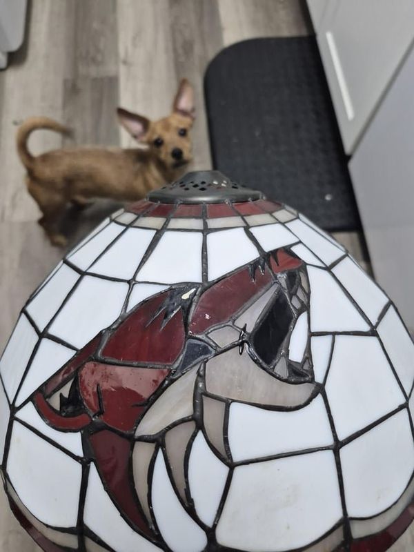 Found Dog in Phoenix, Arizona — Super cool thrift find!
