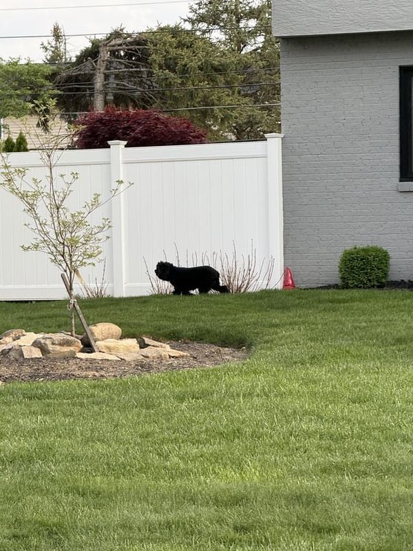 Lost Dog in Columbus, Ohio — listing photo