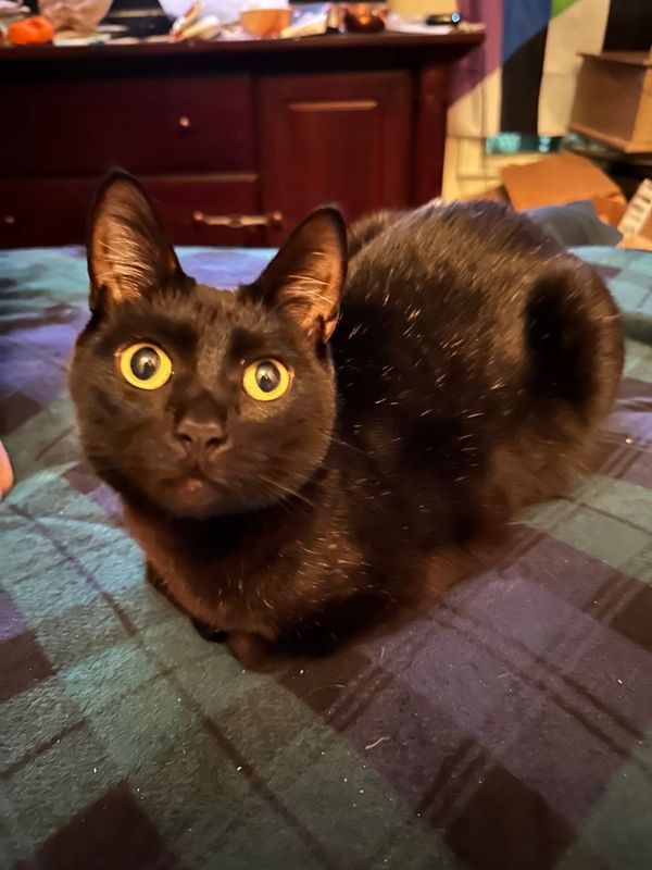 Lost Cat in Orlando, Florida — listing photo