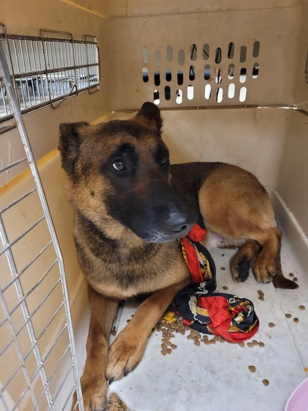 Found Dog in New York, New York — listing photo