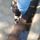 Lost Cat in Dallas, Texas — listing photo