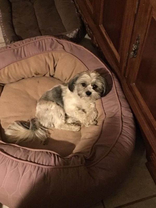 Lost Dog in El Paso, Texas — listing photo