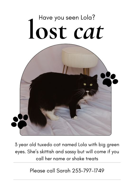 Lost Cat in Seattle, Washington — listing photo