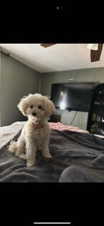 Lost Dog in El Paso, Texas — listing photo