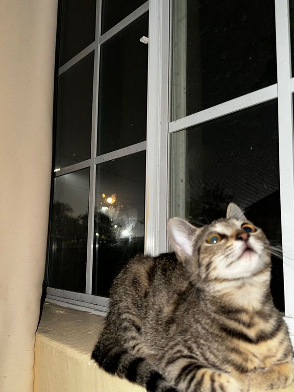 Lost Cat in San Bernardino, California — listing photo