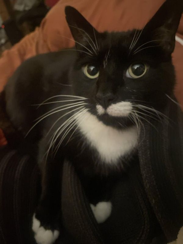 Lost Cat in Philadelphia, Pennsylvania — listing photo