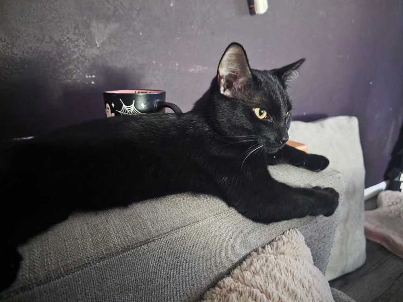 Lost Cat in Shady Hills — listing photo