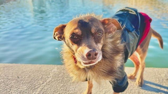 Lost Dog in Phoenix, Arizona — Phoenix man reunited with his dog 8 years after getting lost
