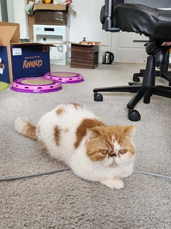 Lost Cat in Woodland, California — listing photo