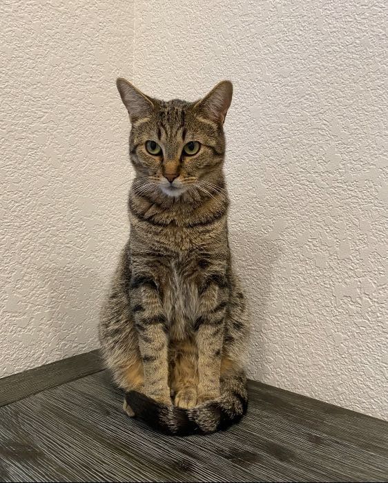 Lost Cat in Portland, Maine — listing photo