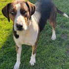 Lost Dog in Charlotte, North Carolina — listing photo