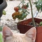 Found Cat in Milwaukee, Wisconsin — listing photo