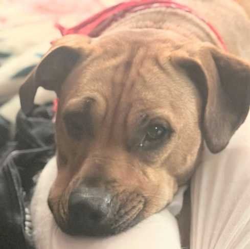 Lost Dog in Seattle, Washington — listing photo
